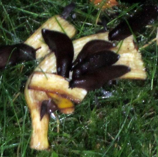 Klikk p� bilete for full storleik